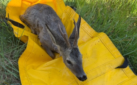 Cucciolo di cerbiatto rischia di cadere nel canale: salvato dai Vigili del Fuoco