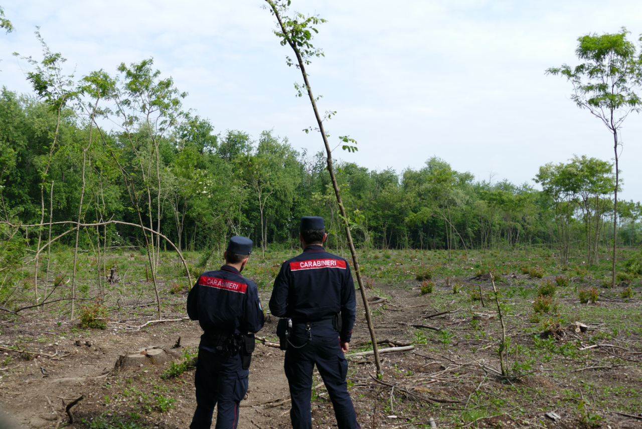Taglia 2mila metri quadri di bosco e ci crea un orto: scatta la maxi multa da 28mila euro