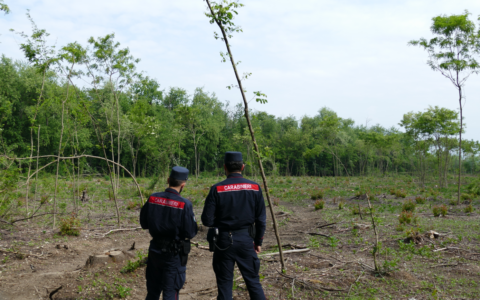Taglia 2mila metri quadri di bosco e ci crea un orto: scatta la maxi multa da 28mila euro