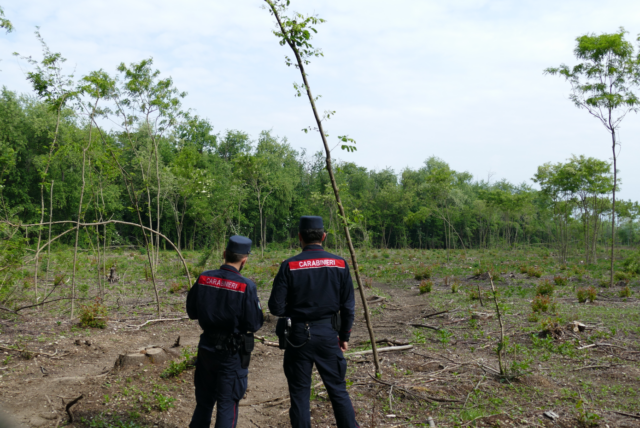 Taglia 2mila metri quadri di bosco e ci crea un orto: scatta la maxi multa da 28mila euro
