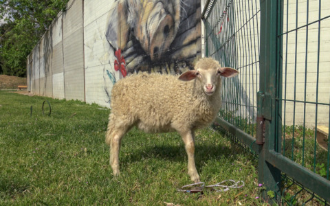 La nuova vita di Anna l’agnellina, salvata dall’associazione Essere Animali