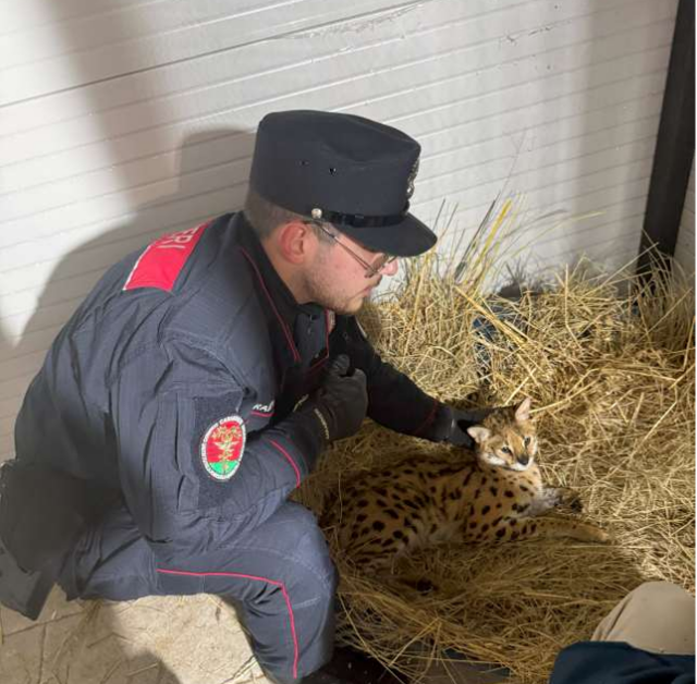 Recuperato un esemplare pericoloso di Servalo africano