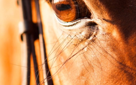 La Lav: “No a manifestazioni che usano gli animali come strumento di spettacolo”