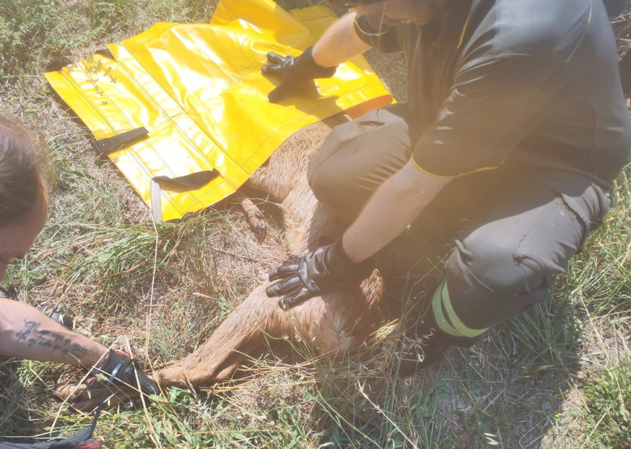 Capriolo finisce nel Ticino, salvato dai Vigili del fuoco