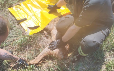 Capriolo finisce nel Ticino, salvato dai Vigili del fuoco