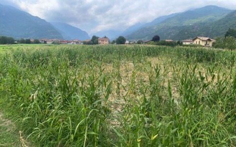 Caldo, Coldiretti lancia l’allarme: “Pesanti ricadute su coltivazioni e allevamenti”