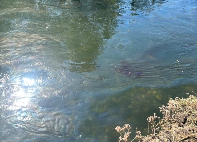 Sversamento di idrocarburi nel Naviglio Grande, la chiazza è arrivata fino a Milano