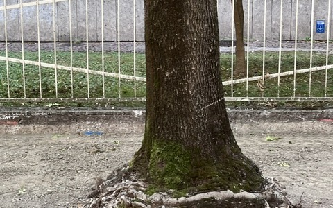 Viale Gorizia, al via i lavori di rinforzo degli alberi di fronte al liceo Galilei