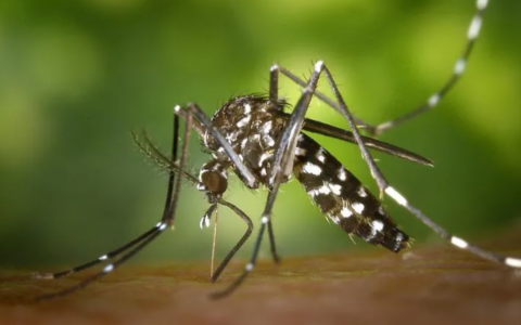 Casi di West Nile Virus, partono i trattamenti preventivi straordinari contro le zanzare