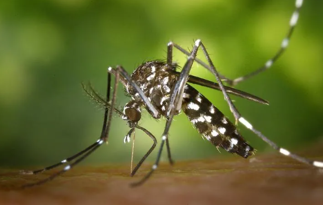 Casi di West Nile Virus, partono i trattamenti preventivi straordinari contro le zanzare