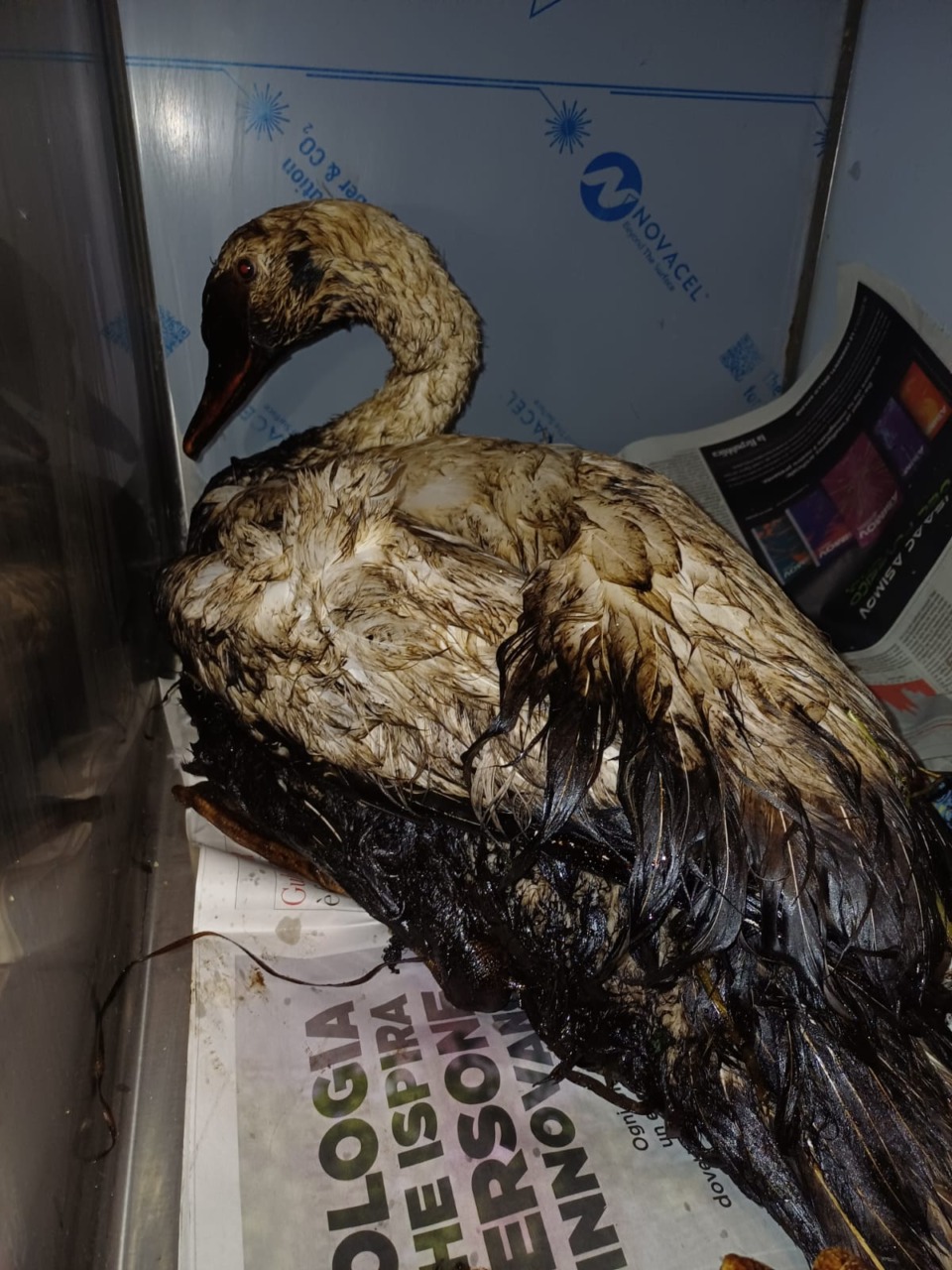 Sversamento nel Naviglio Grande, salvato un cigno intriso di idrocarburi