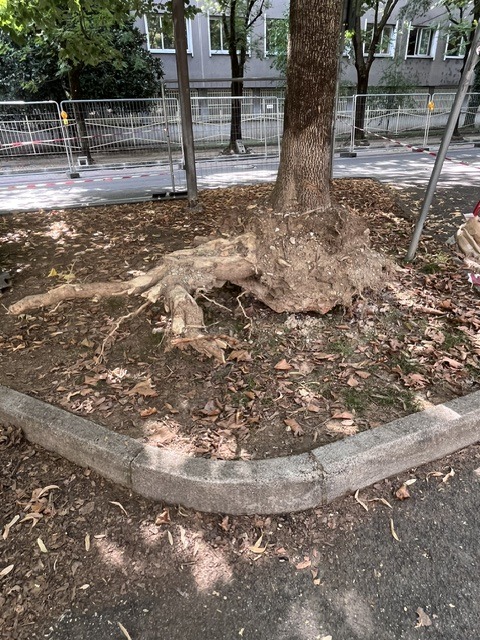 Viale Gorizia, al via i lavori di rinforzo degli alberi di fronte al liceo Galilei