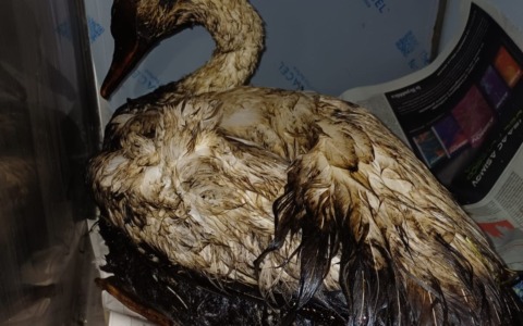 Sversamento nel Naviglio Grande, salvato un cigno intriso di idrocarburi