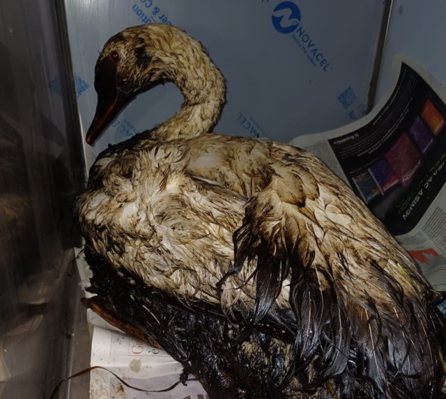 Sversamento nel Naviglio Grande, salvato un cigno intriso di idrocarburi