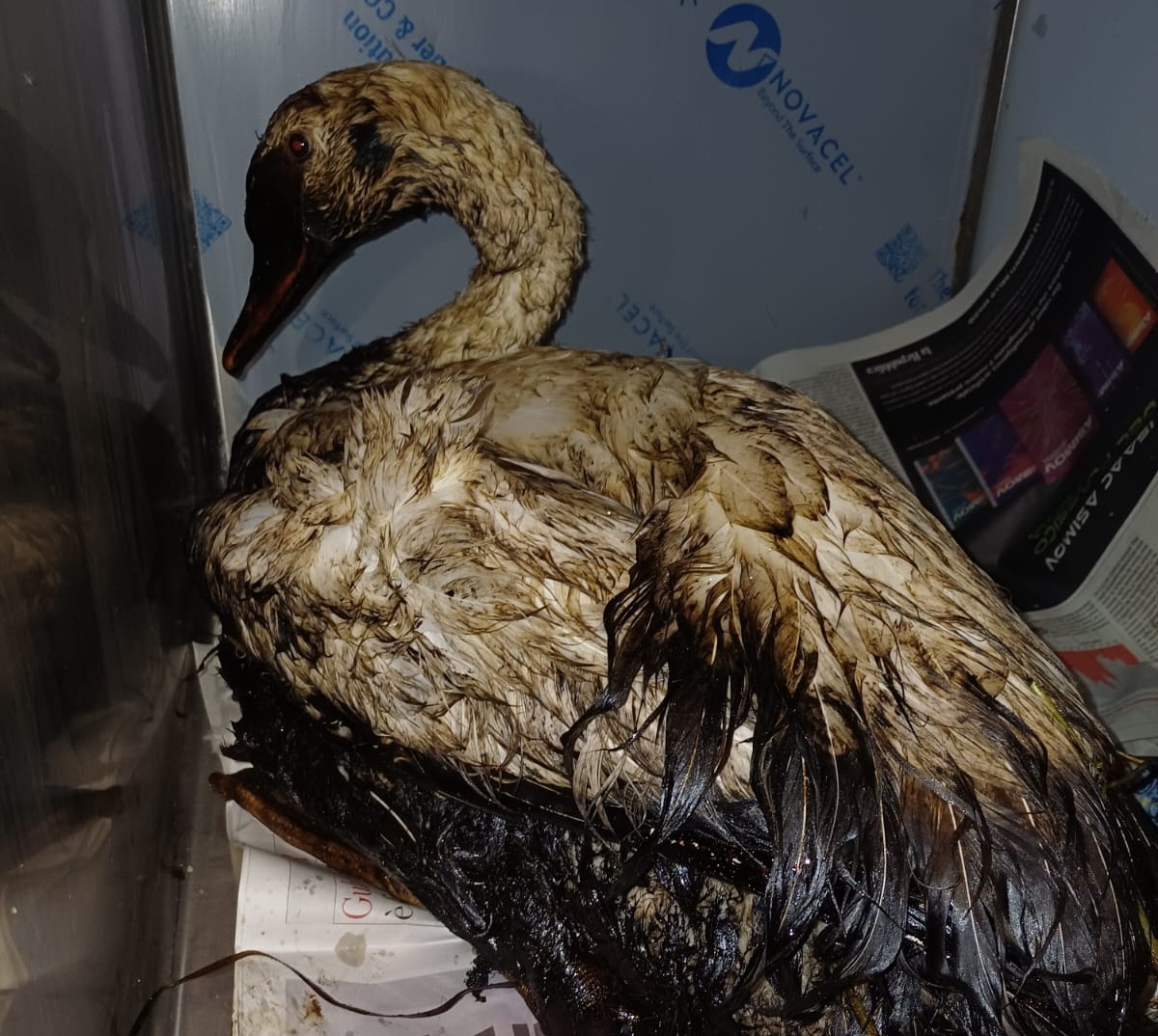 Sversamento nel Naviglio Grande, salvato un cigno intriso di idrocarburi