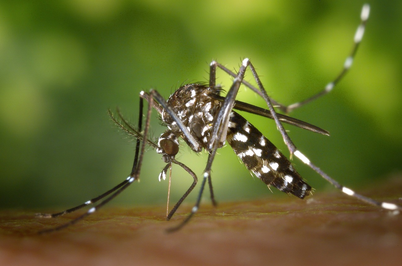 Caso sospetto di dengue in paese, tre disinfestazioni straordinarie