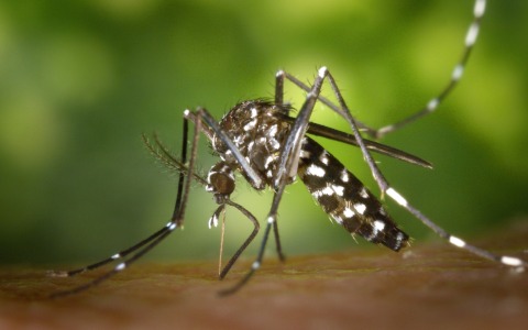 Caso sospetto di dengue in paese, tre disinfestazioni straordinarie