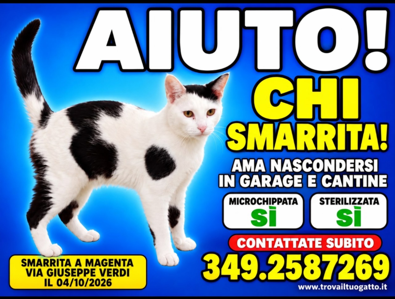 Smarrita una gatta bianca e nera: appello per ritrovare Chi