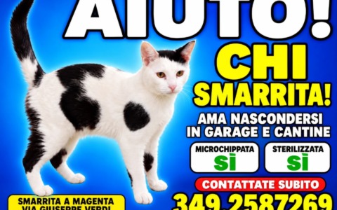 Smarrita una gatta bianca e nera: appello per ritrovare Chi