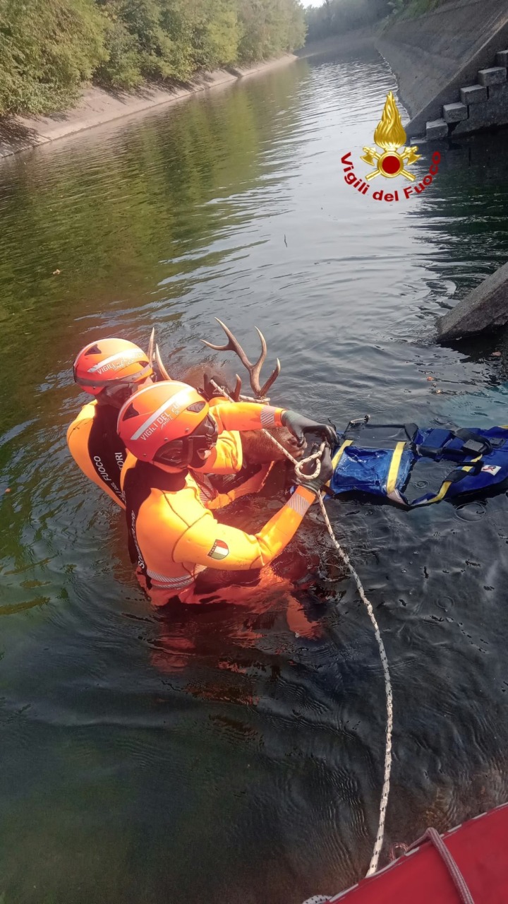 Cervo intrappolato nel canale Villoresi: i sommozzatori lo salvano