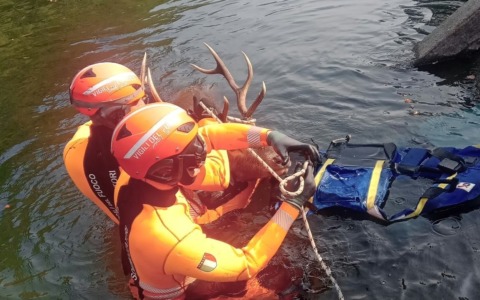 Cervo intrappolato nel canale Villoresi: i sommozzatori lo salvano