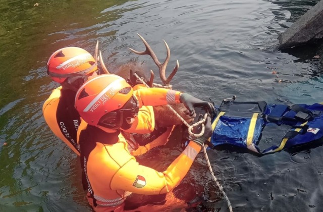 Cervo intrappolato nel canale Villoresi: i sommozzatori lo salvano