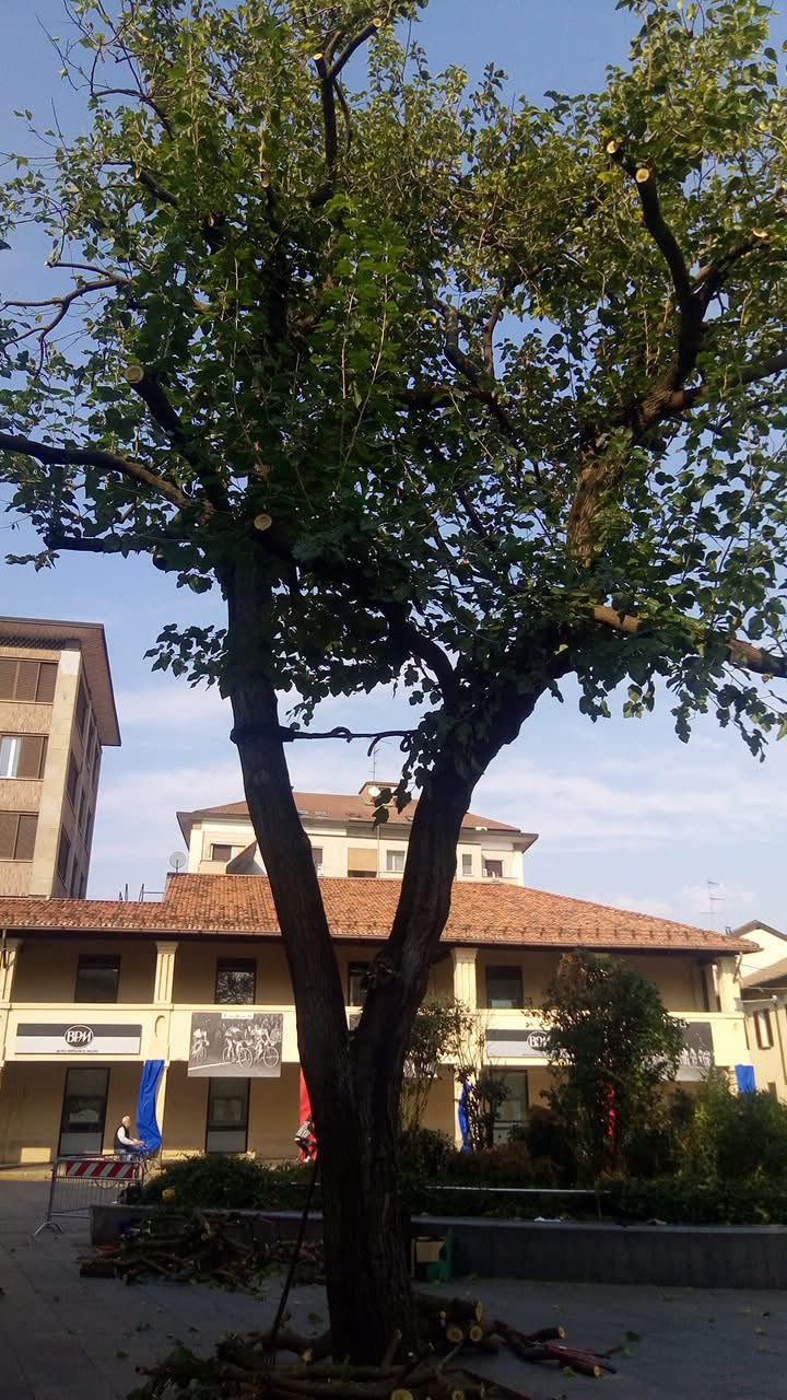 Piazza Liberazione: un albero sarà abbattuto per motivi di sicurezza