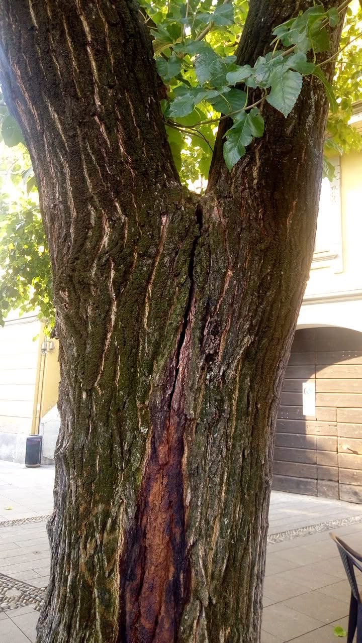 Piazza Liberazione: un albero sarà abbattuto per motivi di sicurezza