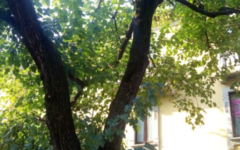 Piazza Liberazione: un albero sarà abbattuto per motivi di sicurezza