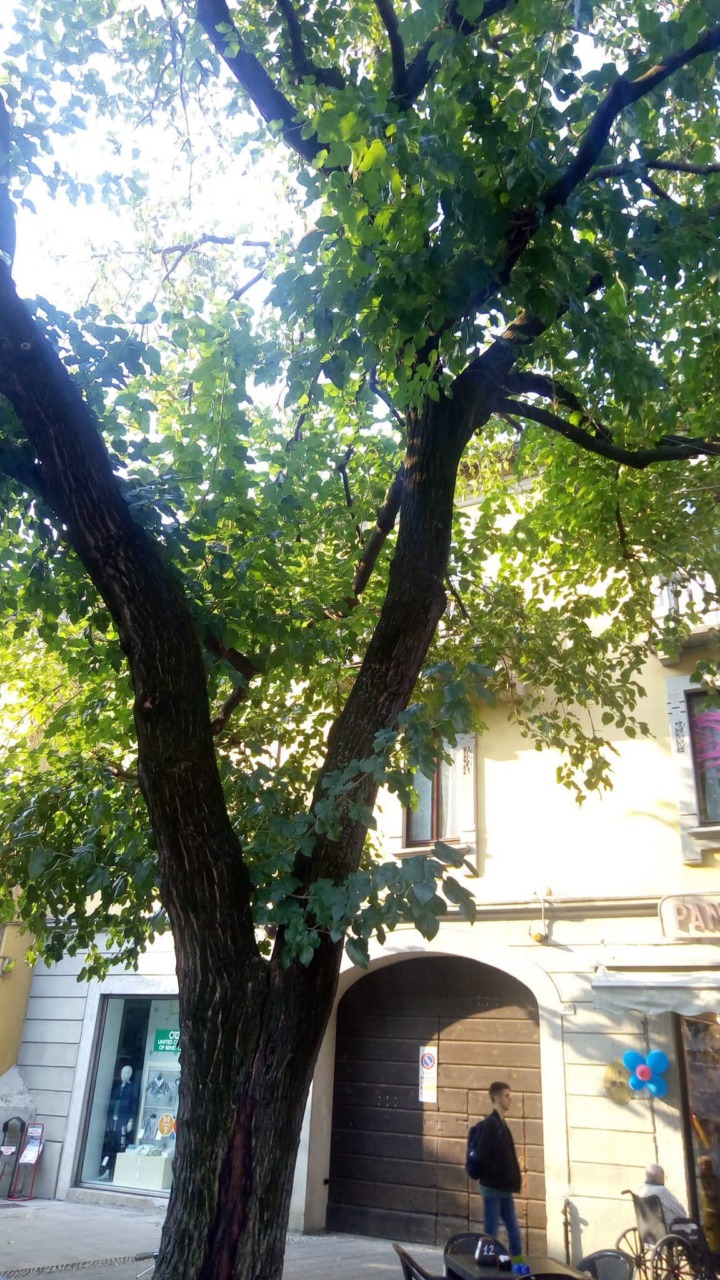 Piazza Liberazione: un albero sarà abbattuto per motivi di sicurezza